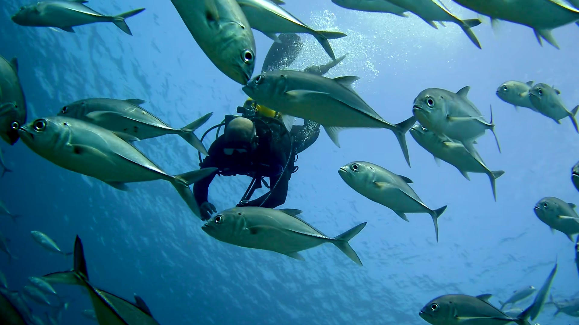 Scuba diver surrounded by a school of silver fish in blue ocean water