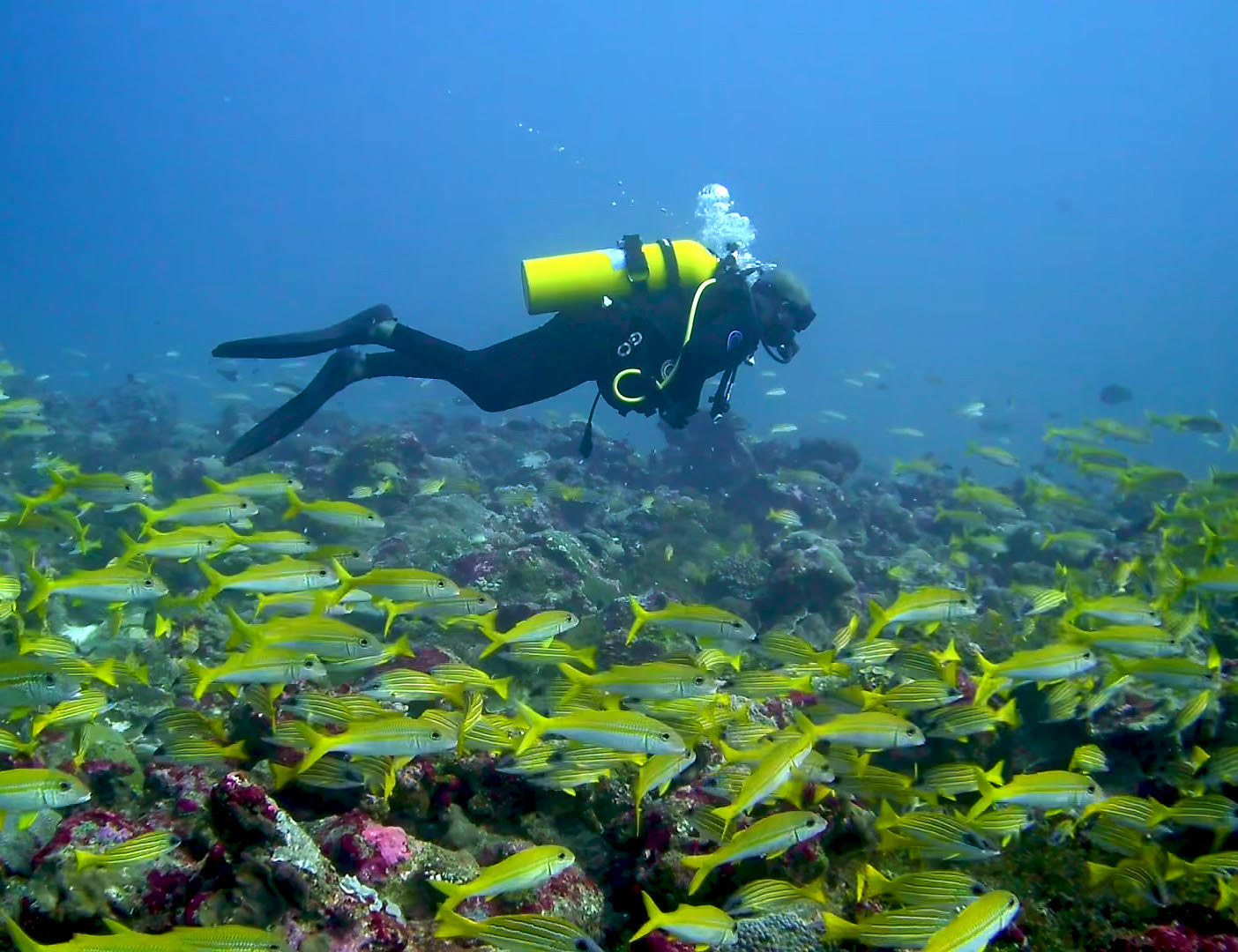 Scuba diver swimming above a coral reef surrounded by yellow reef fish
