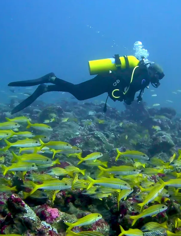Dive Package