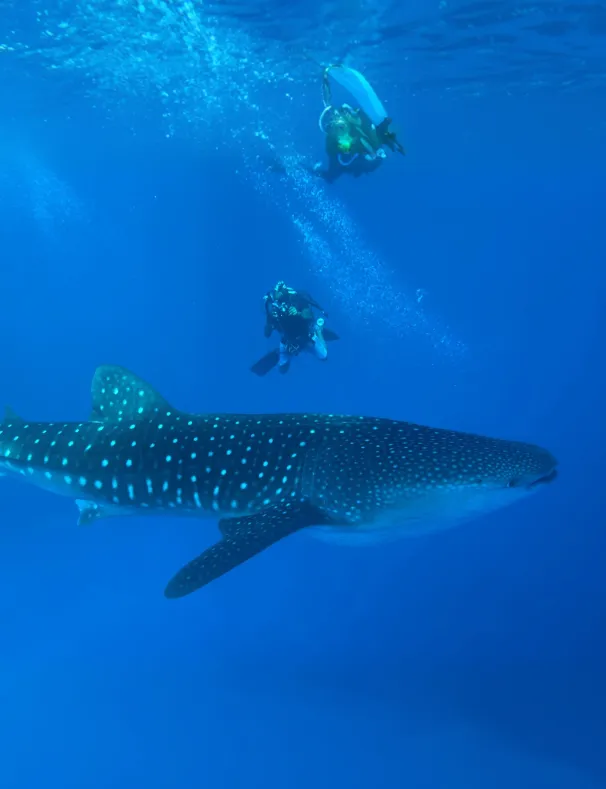Dive Package